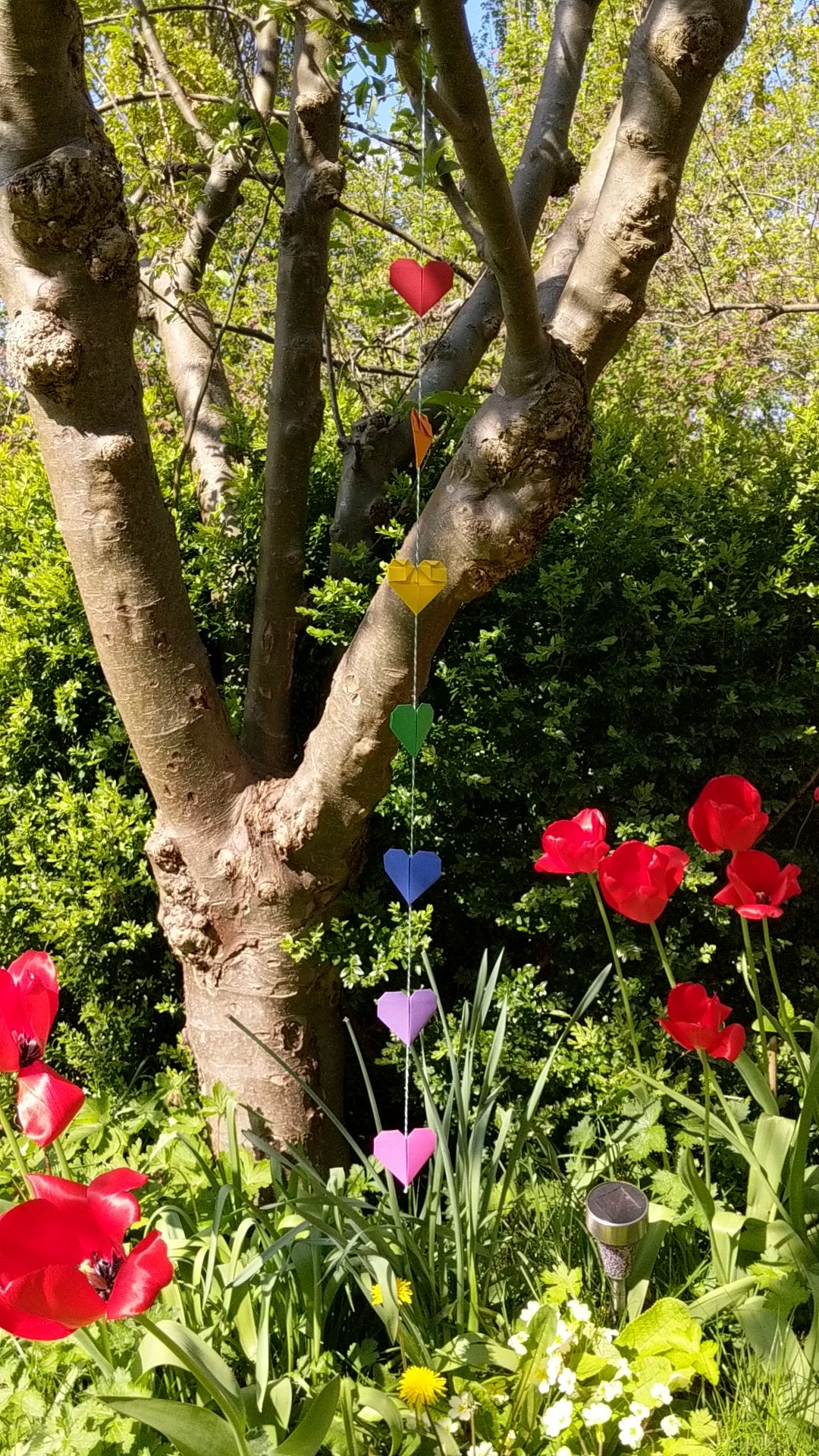 Video of a garland of rainbow origami hearts hanging in a sunny garden from a tree branch